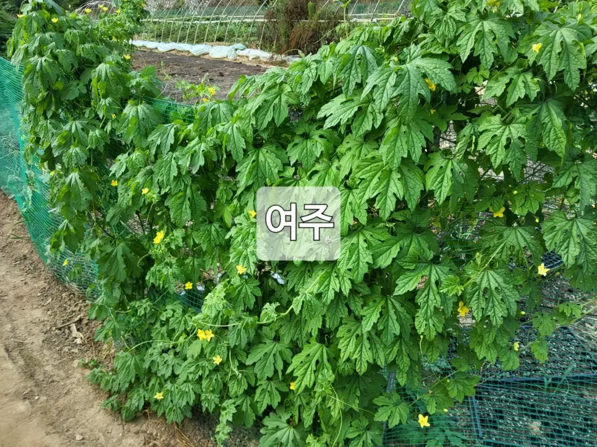 포항 국산 여주