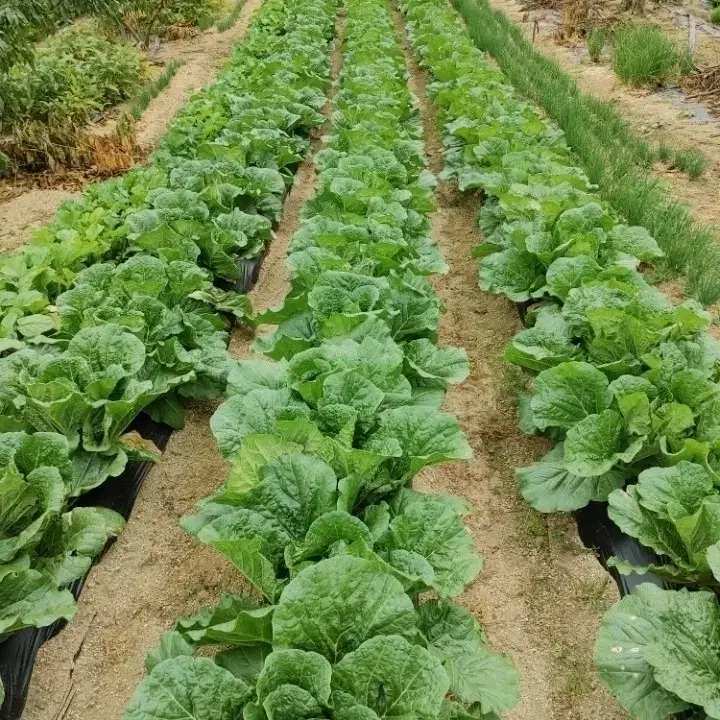 괴산절임배추 판매합니다