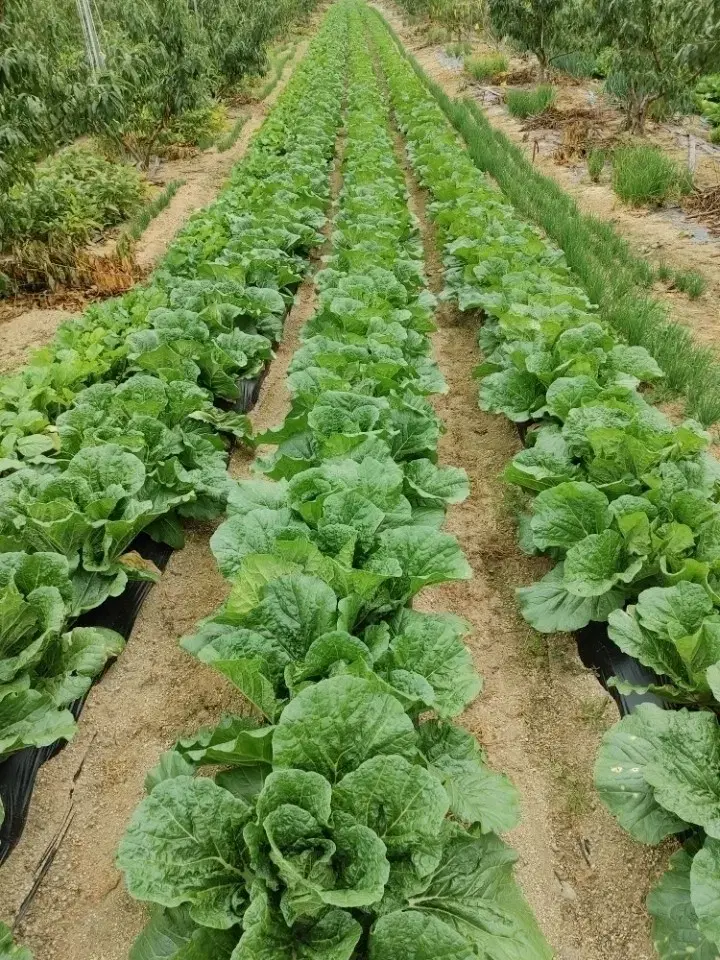 괴산절임배추 판매합니다