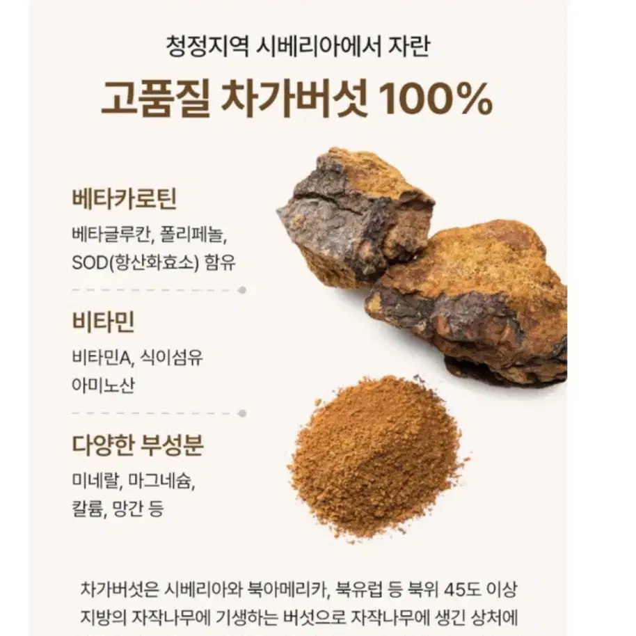 (새상품)프리미엄 차가버섯