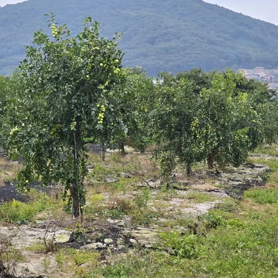 사과대추 오늘 수확