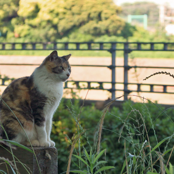 SMC 펜탁스 줌 85-210mm f/4.5 k마운트 렌즈