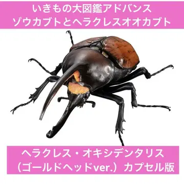 생물대도감 어드밴스 코끼리 가부토와 헤라클레스오카부토 캡슐 버전