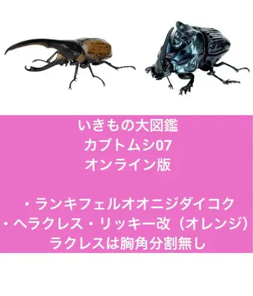 생물대도감 장수풍뎅이07 온라인판 2종