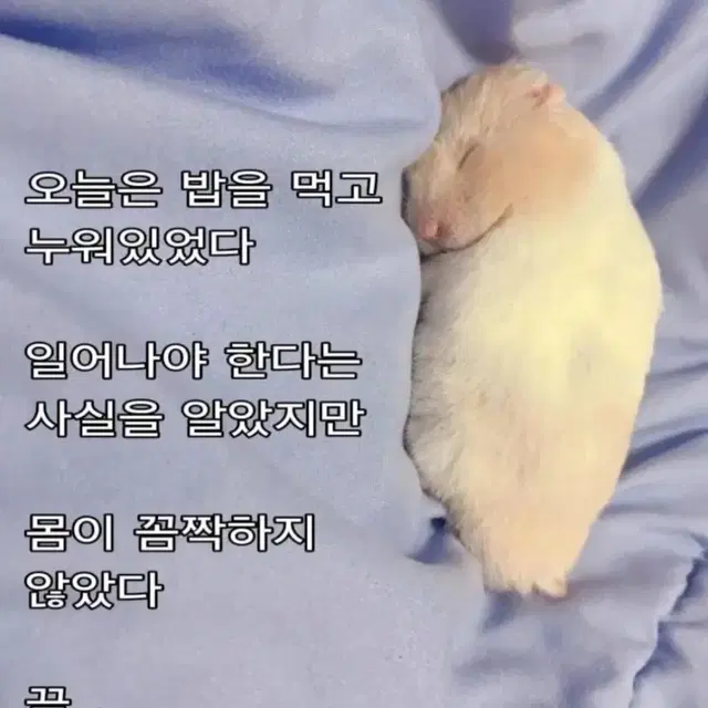 아이브 무대인사 통로 2연석일괄 최저가