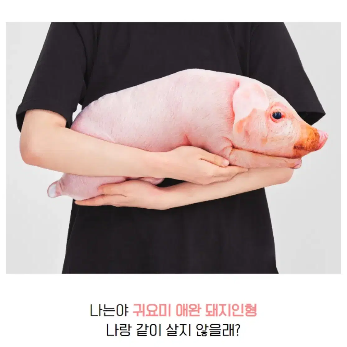 애완 돼지 인형 50cm