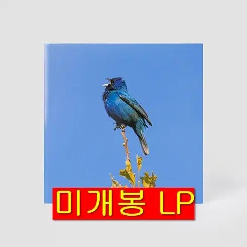 윤지영 - Blue Bird (미개봉, LP)