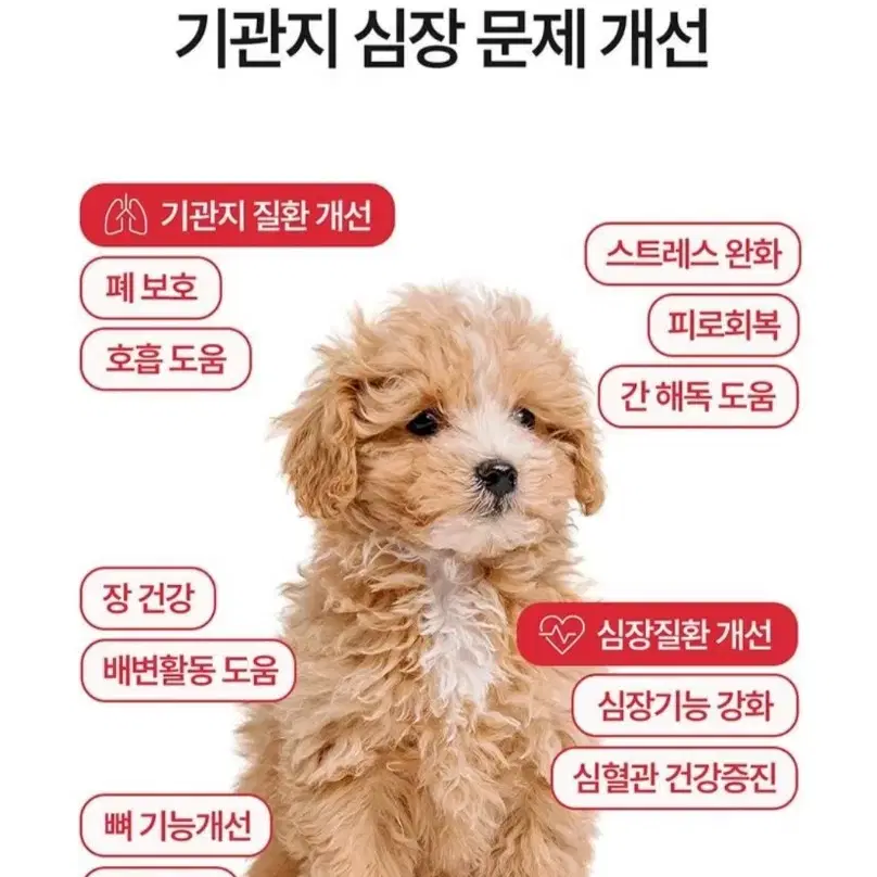 강아지 기관지 심장 영양제