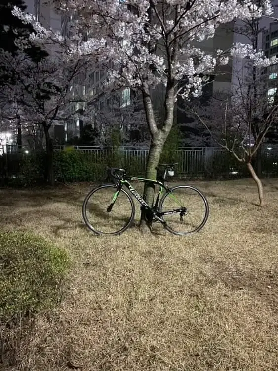 윌리어 gtr 풀카본 로드 (네고 가능)