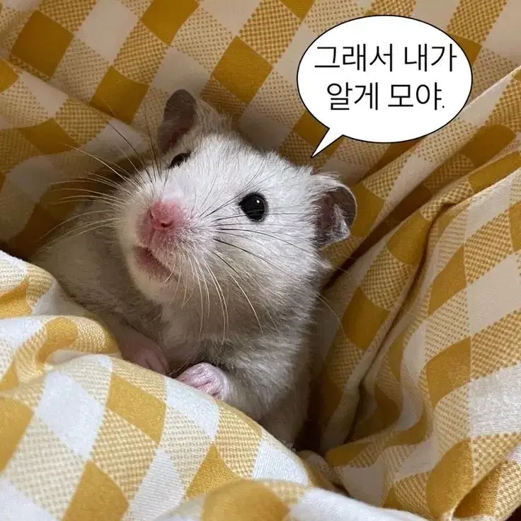 아이브,QWER 포카 교환