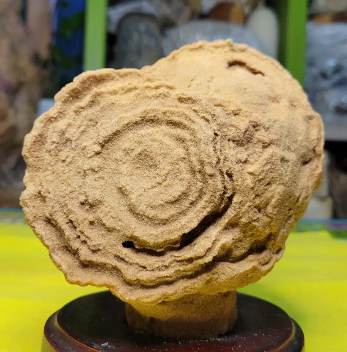 stromatolite