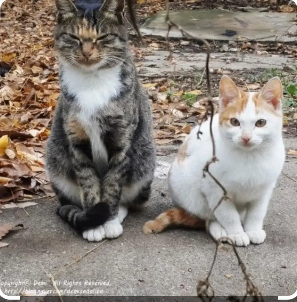 길냥이 용품 무료 나눔 신청 하세요.경대병원  부근.켓타워.화장실.모래