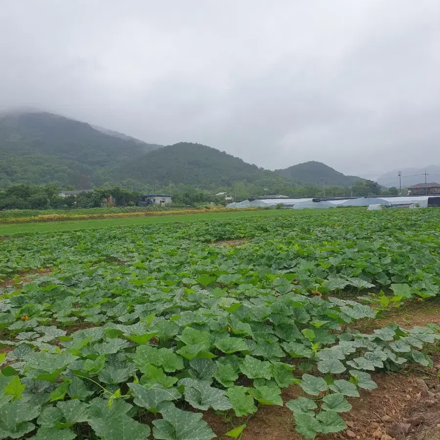 손질 만차랑단호박5kg