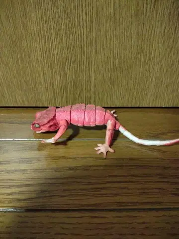 생물대도감? 크레스티드 게코 크레스티드 게코 패턴리스 레드 레오파드