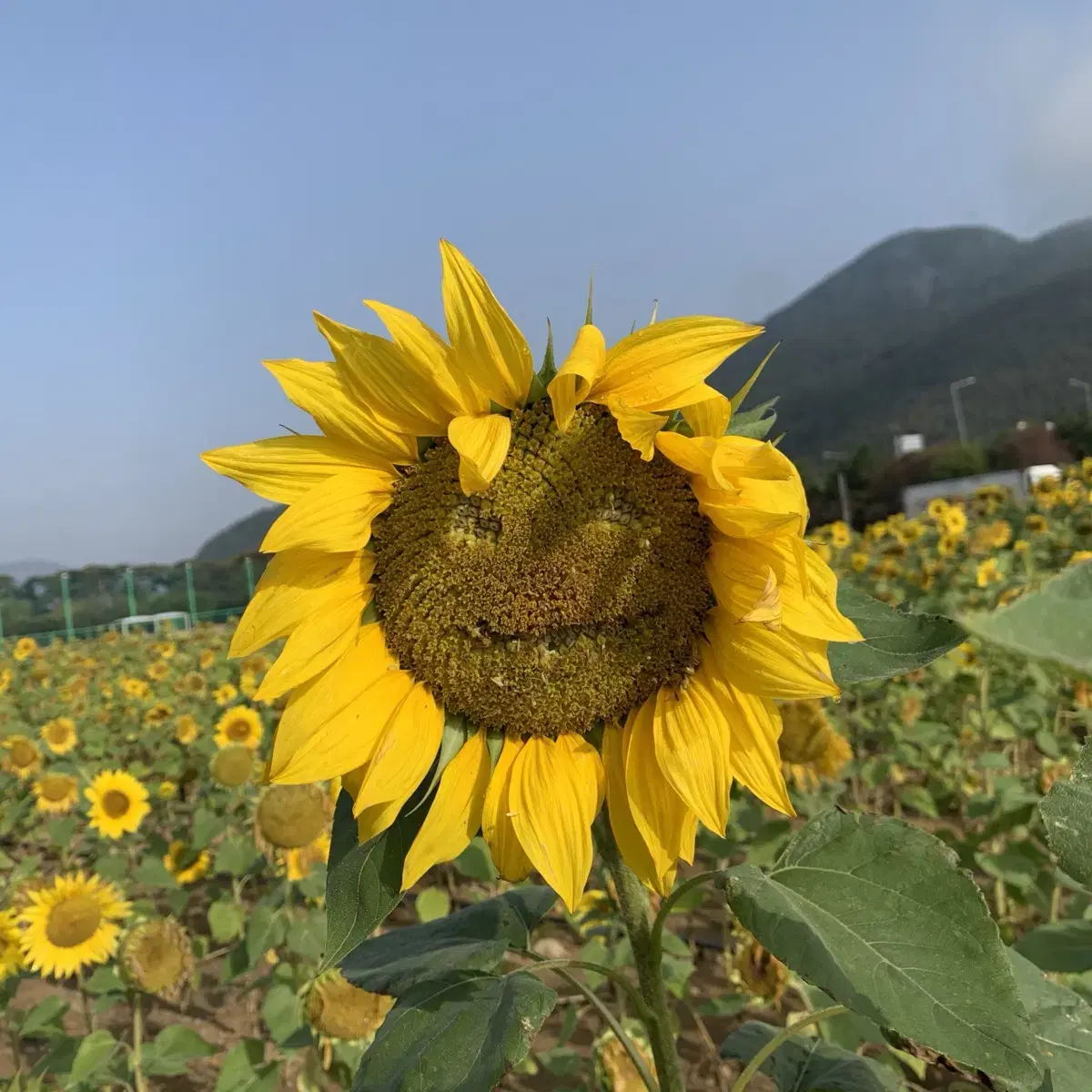 야놀자, 여기어때 75% 가능하신 분~