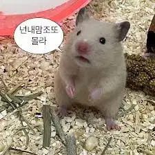 아이돌공굿 나눔 해주실분..ㅠ(돈 이슈로 못 사여 .....,)