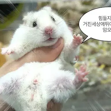 아이돌공굿 나눔 해주실분..ㅠ(돈 이슈로 못 사여 .....,)