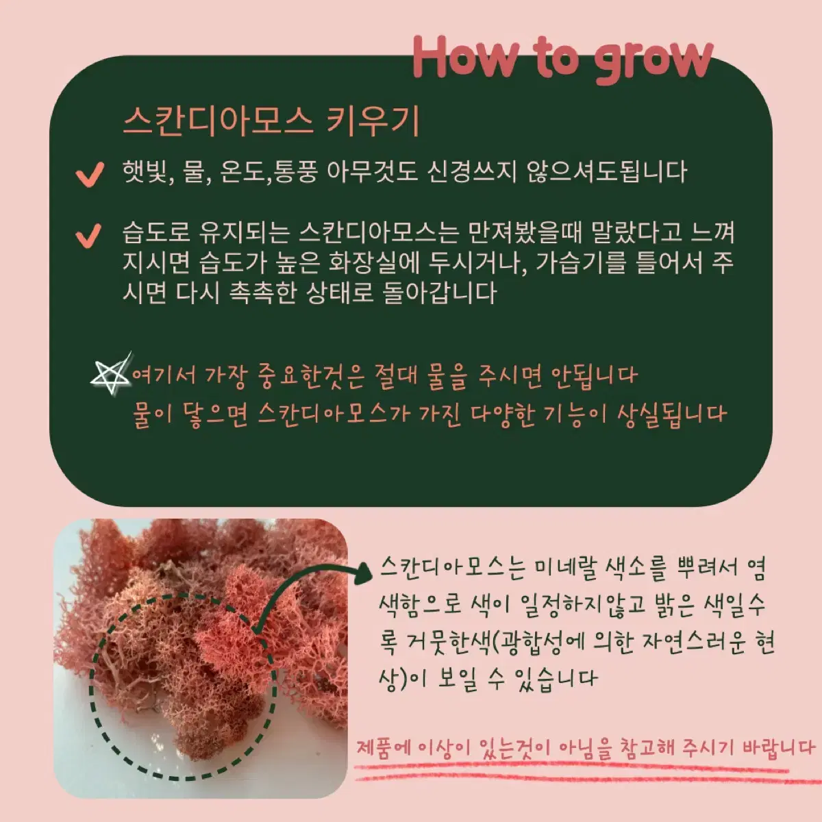 공기정화식물 무드등 플랜테리어 데스크테리어 이오난사 스칸디아모스