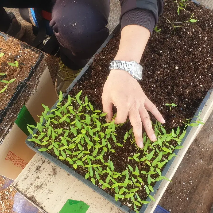 고춧가루 24년햇고춧가루 경북영양산  건고추 김장재료 500g 보통맛