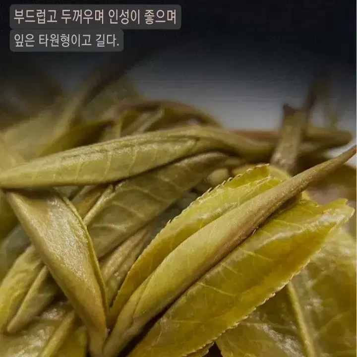 빙도나오 보이차