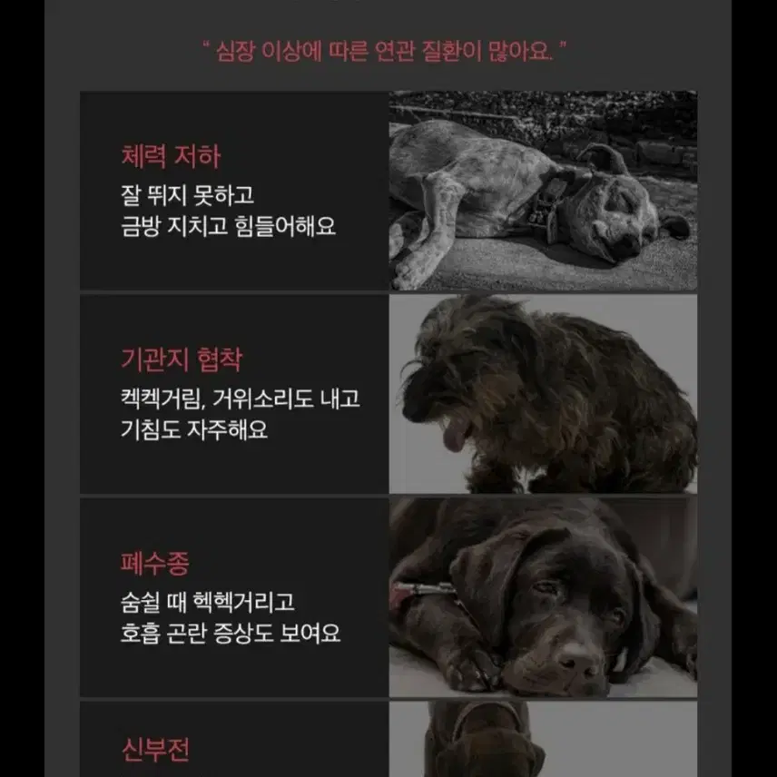 이지너프 강아지 고양이 심장 영양제 (새상품)