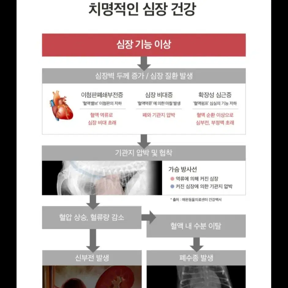 이지너프 강아지 고양이 심장 영양제 (새상품)