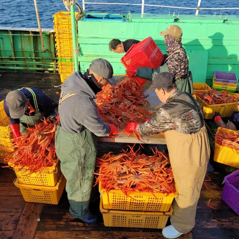 선주직발송 국내산 홍게 6kg 가득담아  택배비xx