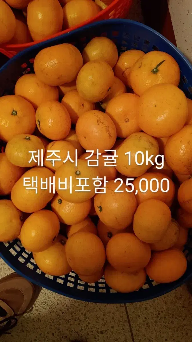 귤 감귤 귤 제주도 제주시