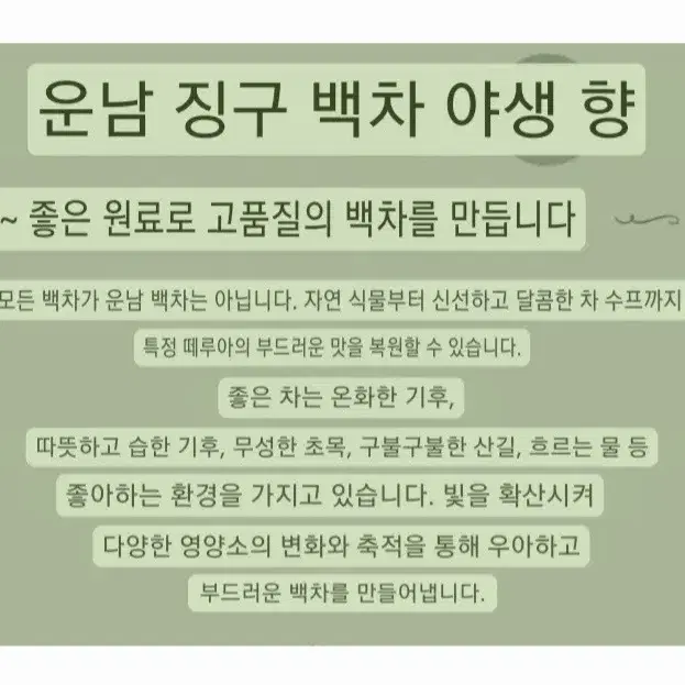 월광미인 보이차