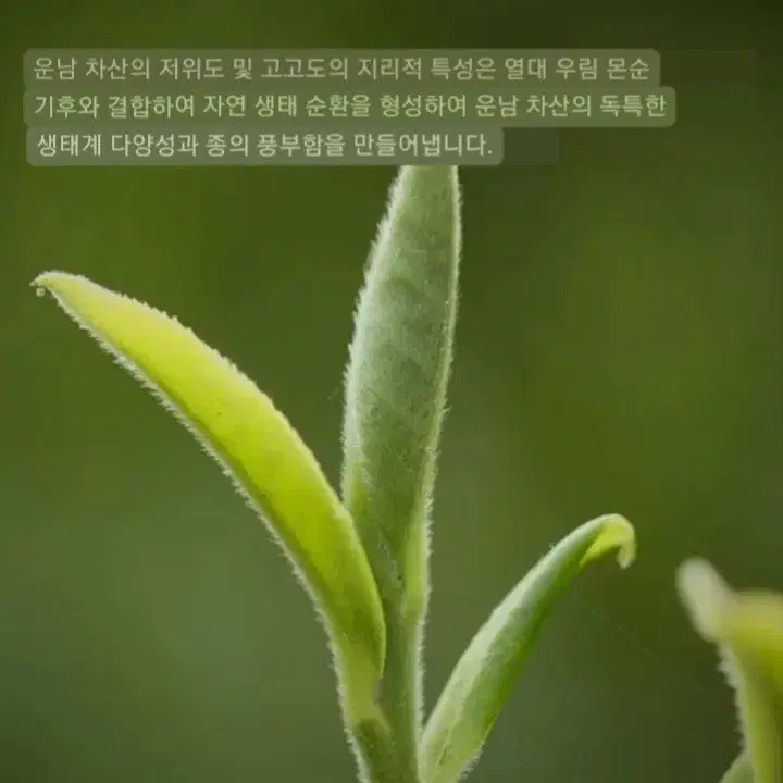 월광미인 보이차