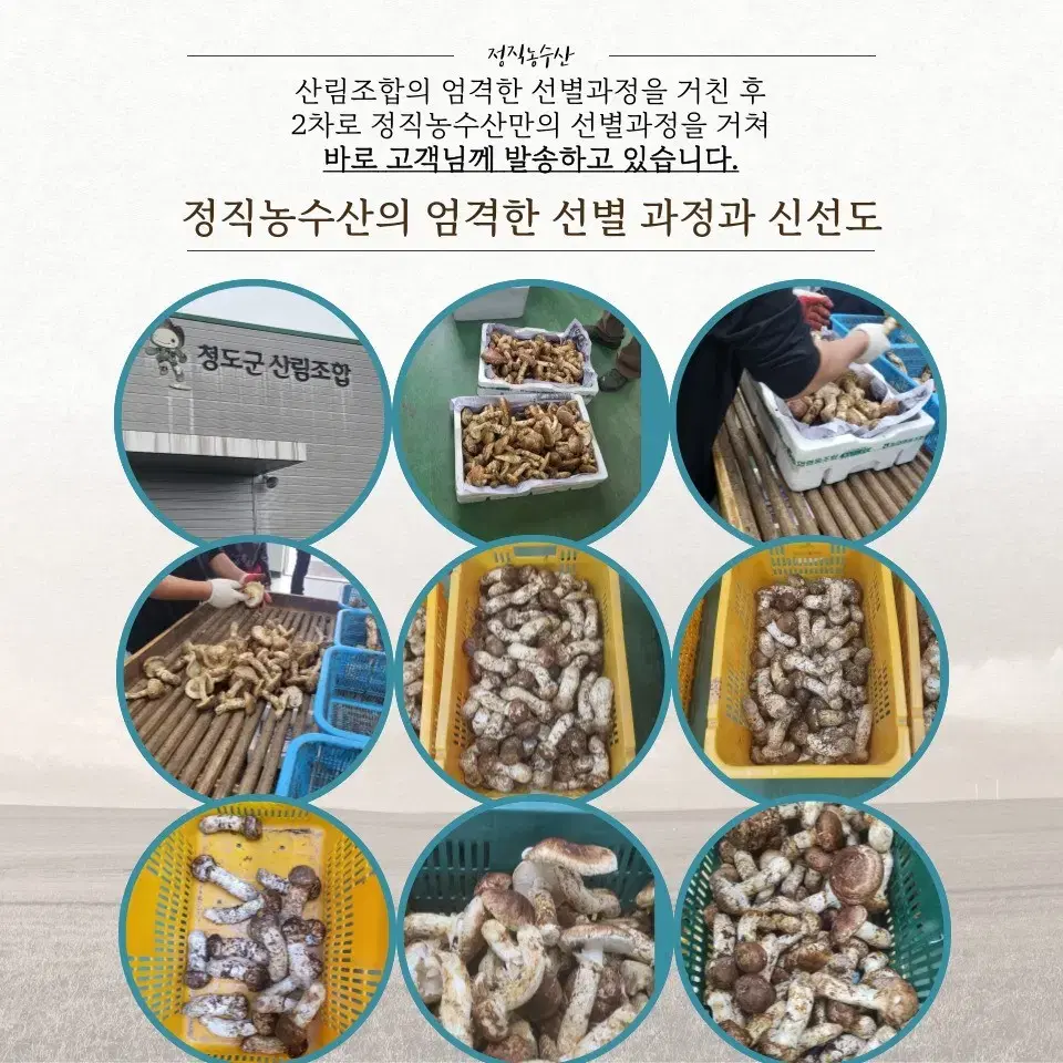 국내산 자연산 송이버섯 1kg 500g