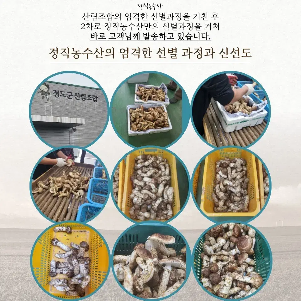 자연산 송이버섯 수입산 1kg 500g