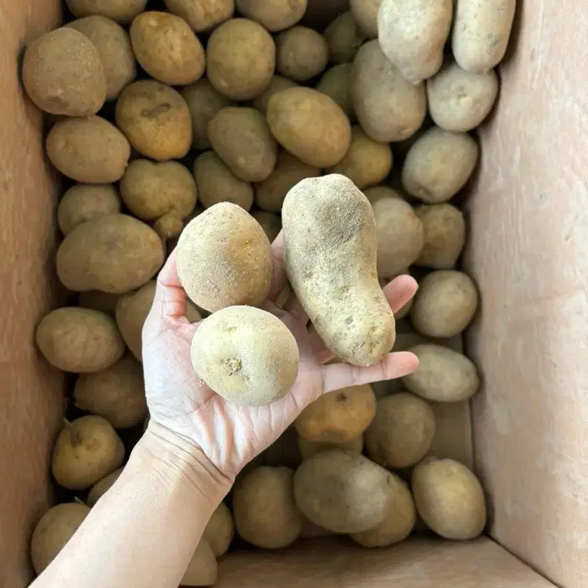 Stewed potatoes/10kg for 13,000 won with free shipping on Bunjang Global Site. Stewed potatoes/10kg for 13,000 won with free shipping on Bunjang Global Site.