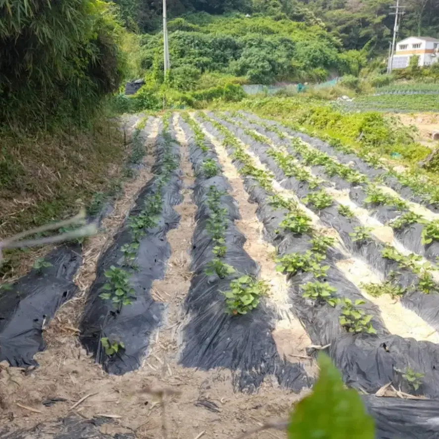 부산 기장군 장안읍 2억 6천 (토지매매)