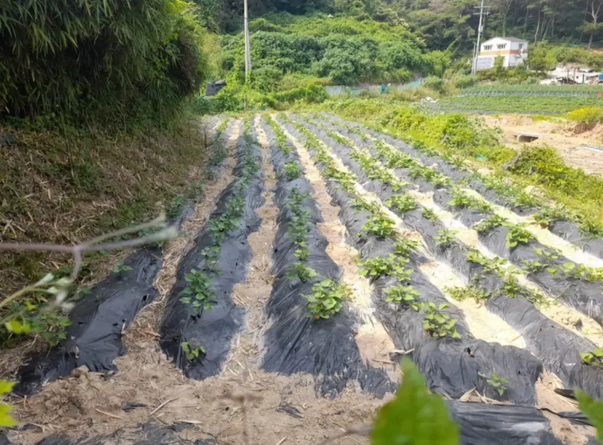 부산 기장군 장안읍 2억 6천 (토지매매)