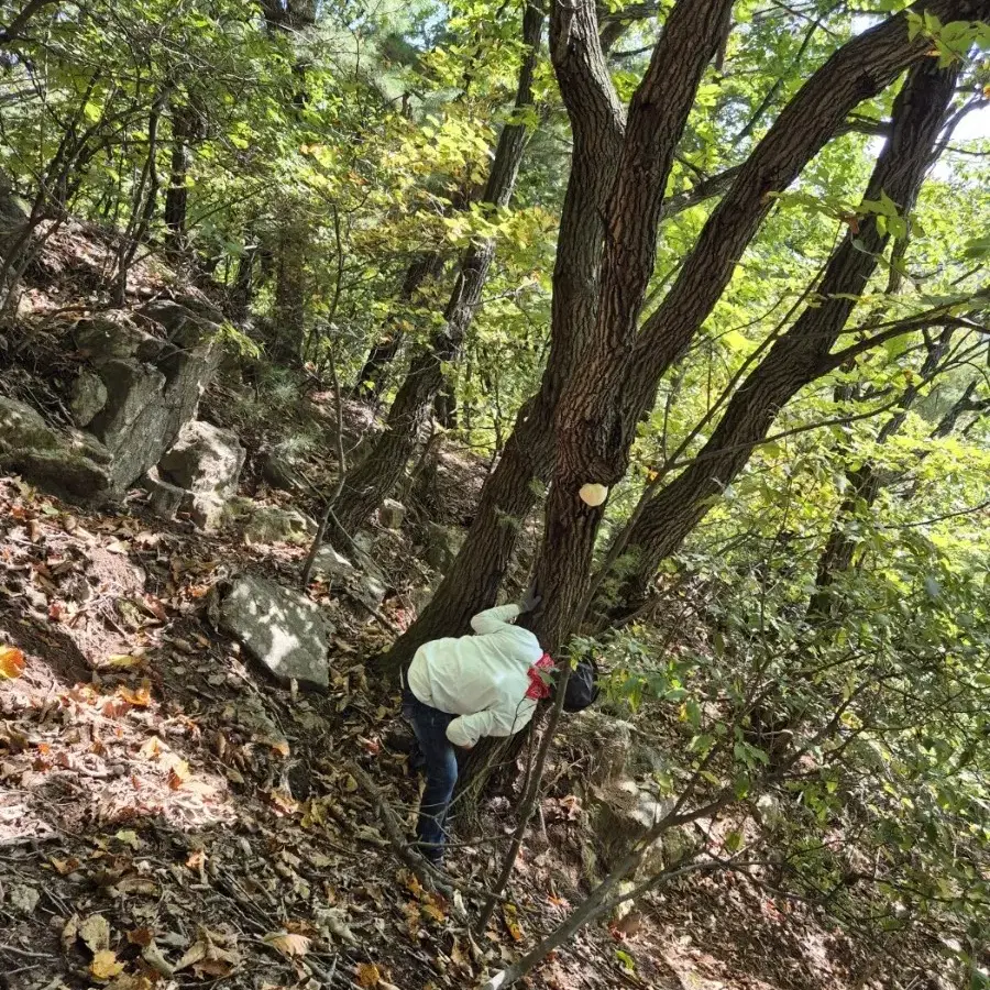 자연산 노루궁댕이 버섯