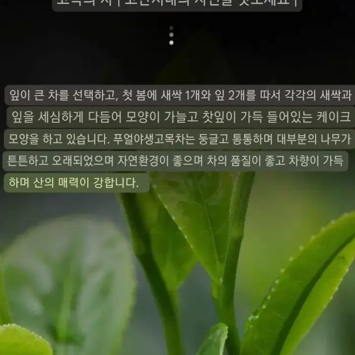 석귀고수보이차