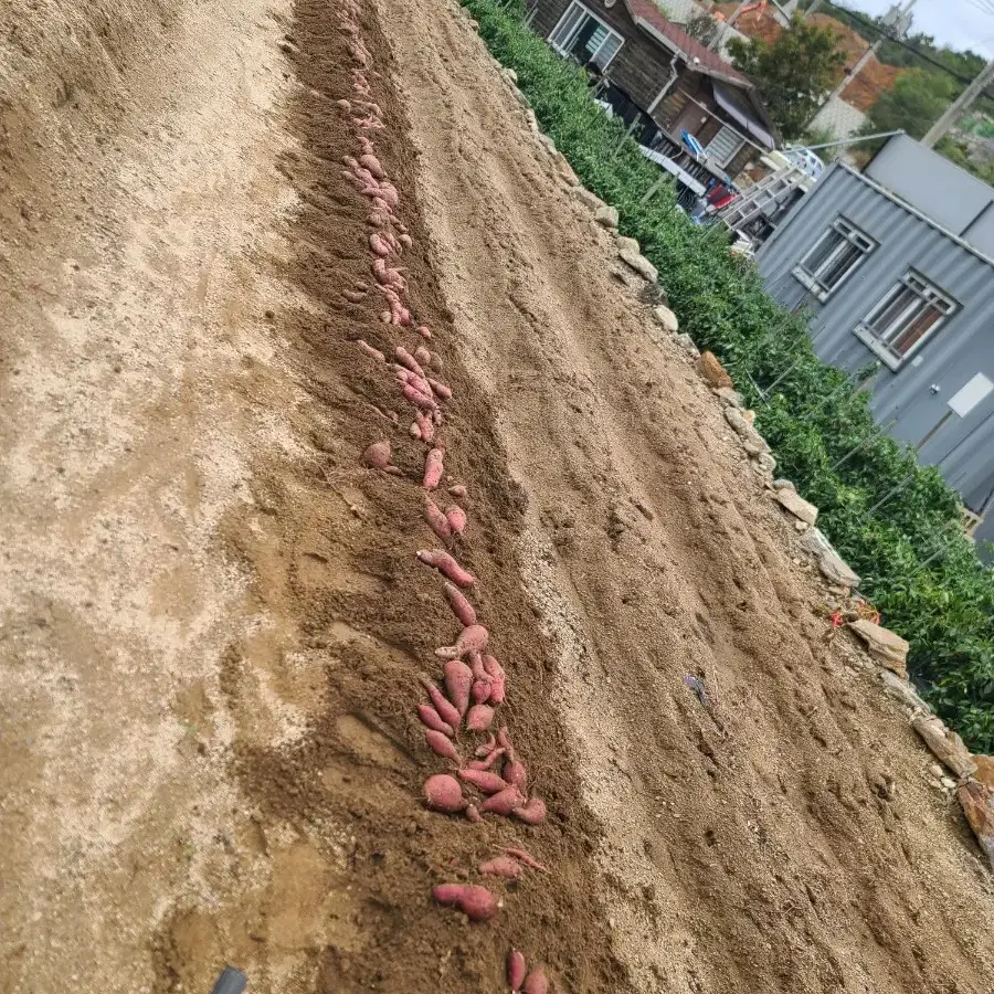 해남 꿀(베니하루카) 고구마 10kg 팝니다.