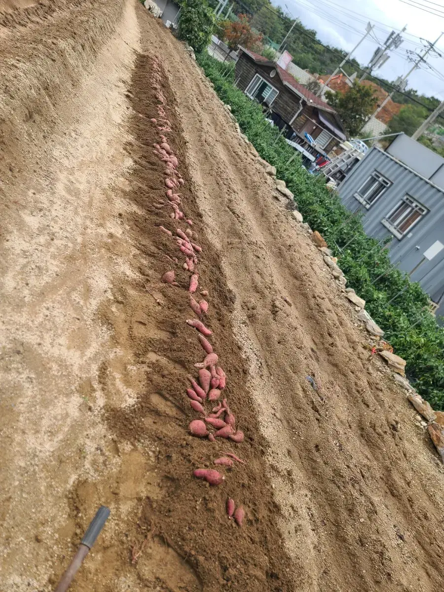 해남 꿀(베니하루카) 고구마 10kg 팝니다.