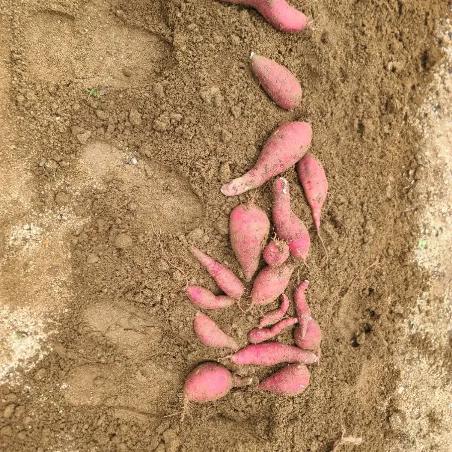 해남 꿀(베니하루카) 고구마 10kg 팝니다.