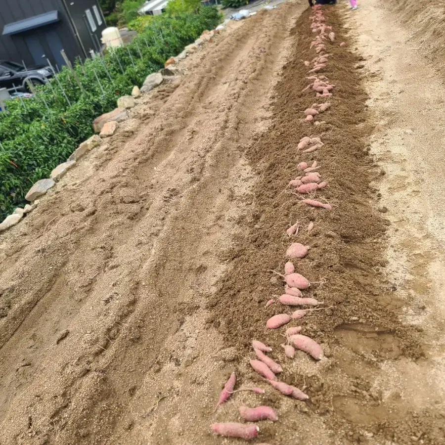 해남 꿀(베니하루카) 고구마 10kg 팝니다.