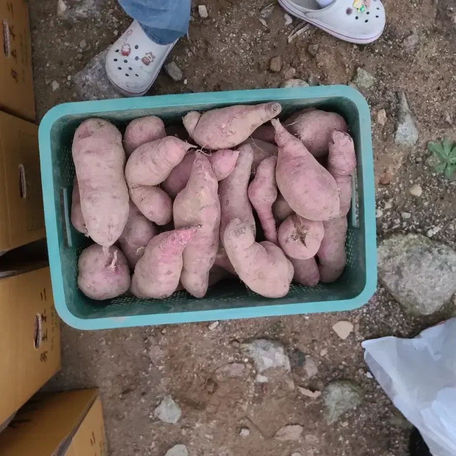 해남 꿀(베니하루카) 고구마 10kg 팝니다.