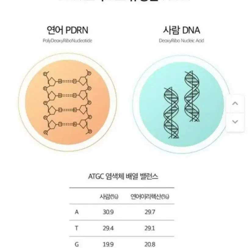 연어앰플크림