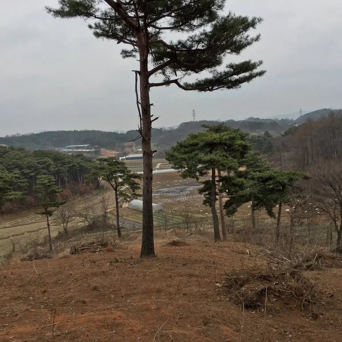 충남 홍성 토지매매 또는 임대