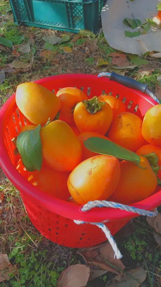 대봉감 10kg 가정용(인기최고)