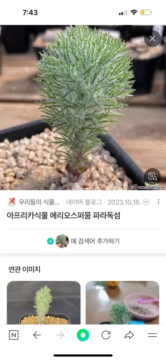 에리오스퍼뭄 파라독섬