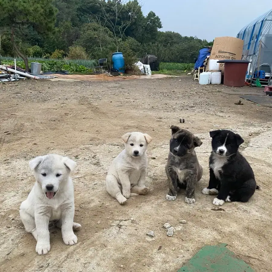 2인 모수 양도 구해요!