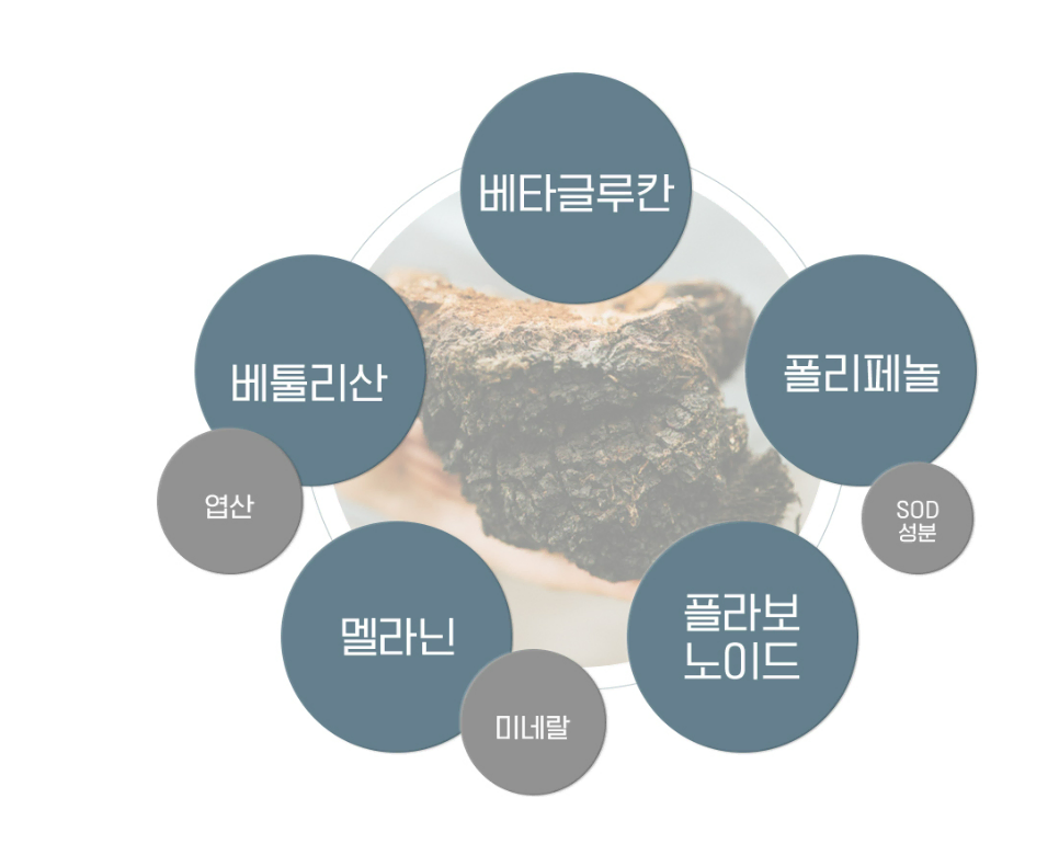 러시아산 자작나무 기생버섯 차가버섯분말 120g 플라보노이드 엽산 미네랄