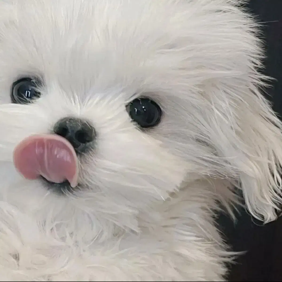 카카오프렌즈 망그러진곰 감자 울먹 10cm 키링 인형 판매