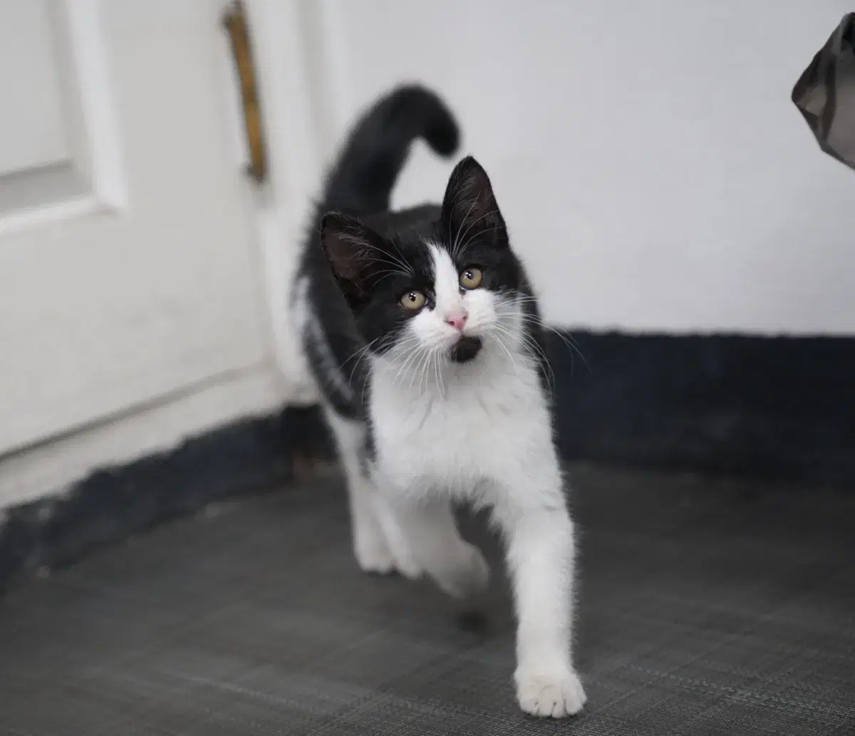 아기 길고양이 데려가실분 있나요?